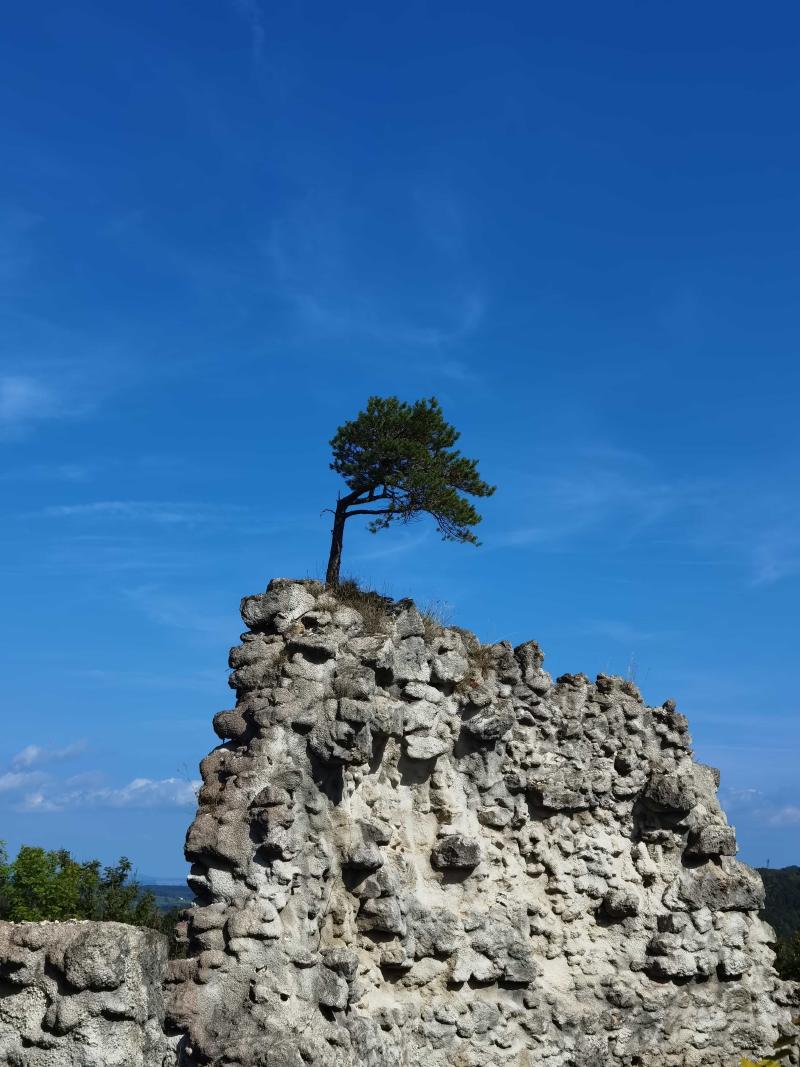 Weird tree